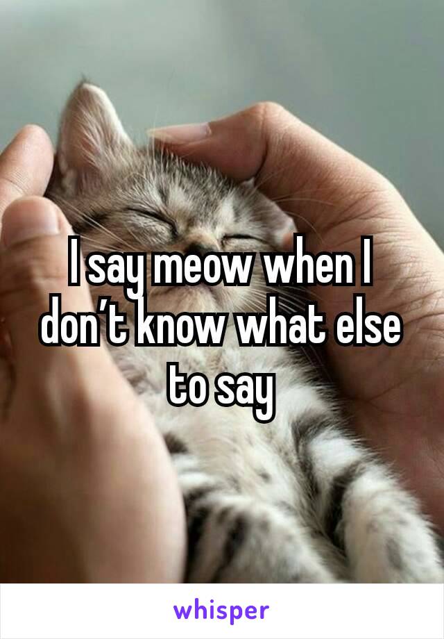 I say meow when I don’t know what else to say
