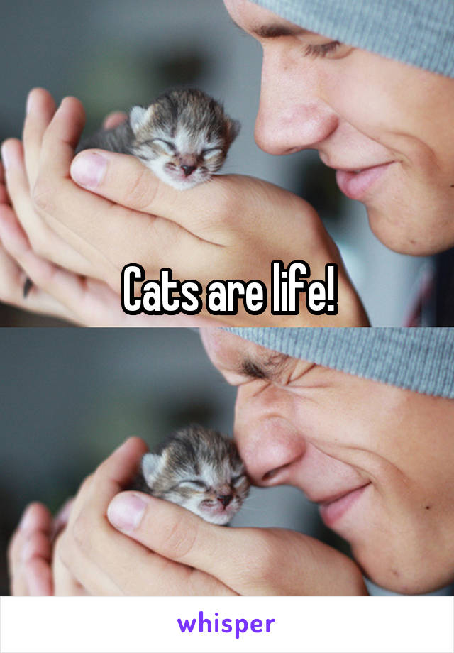 Cats are life!
