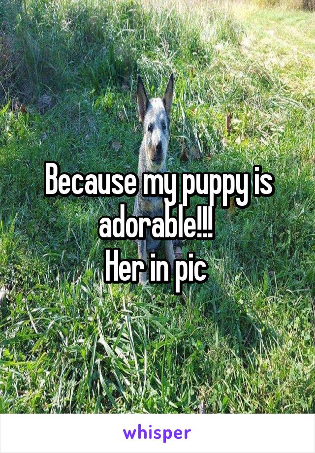 Because my puppy is adorable!!! 
Her in pic 