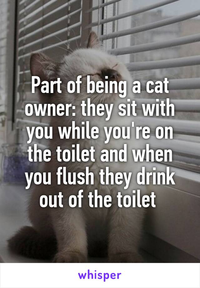 Part of being a cat owner: they sit with you while you're on the toilet and when you flush they drink out of the toilet 