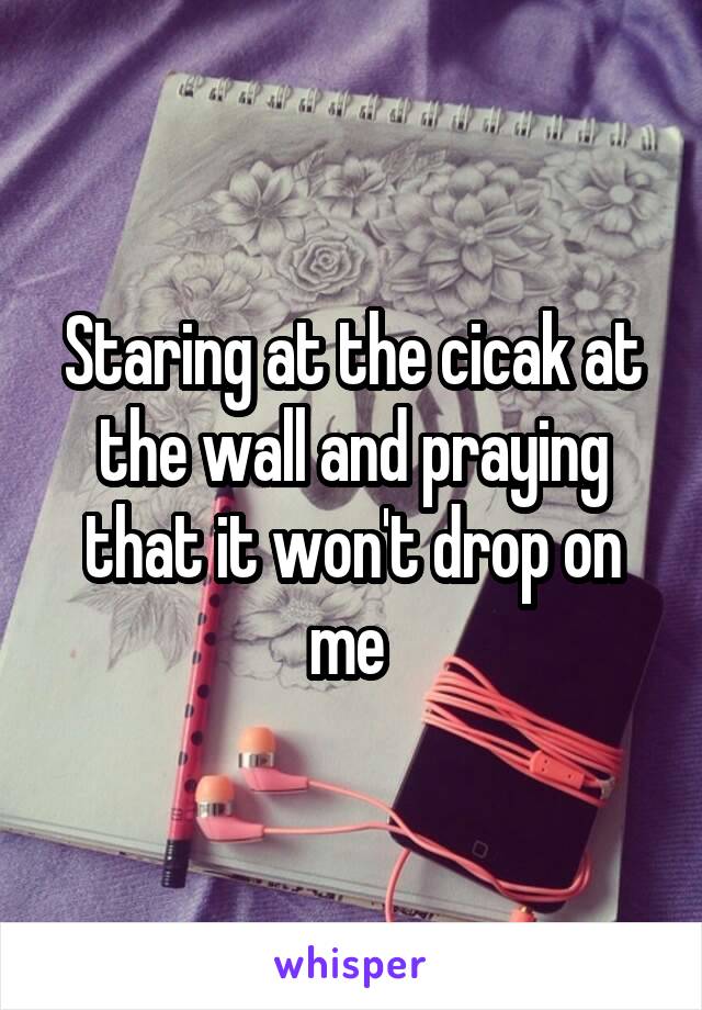 Staring at the cicak at the wall and praying that it won't drop on me 