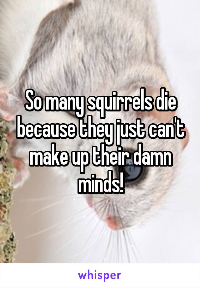 So many squirrels die because they just can't make up their damn minds!