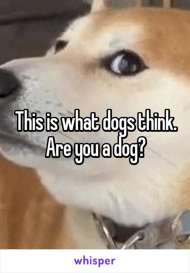 This is what dogs think. Are you a dog?