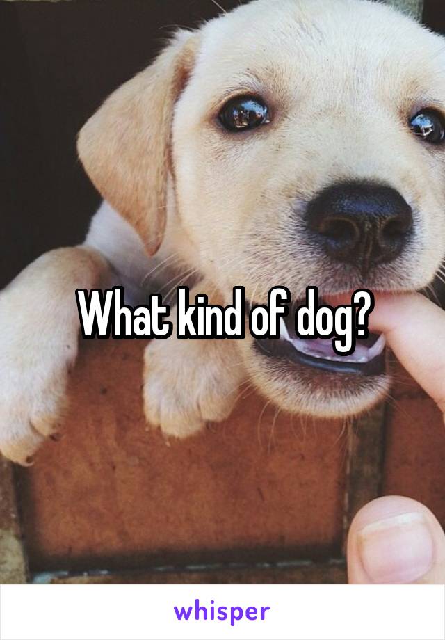 What kind of dog?