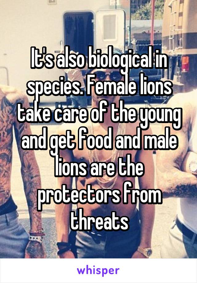 It's also biological in species. Female lions take care of the young and get food and male lions are the protectors from threats