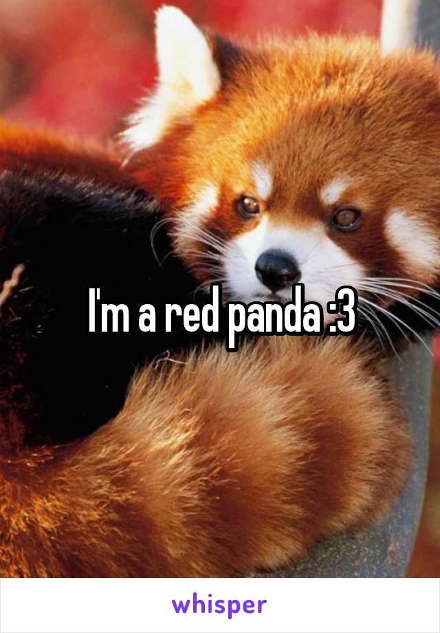 I'm a red panda :3