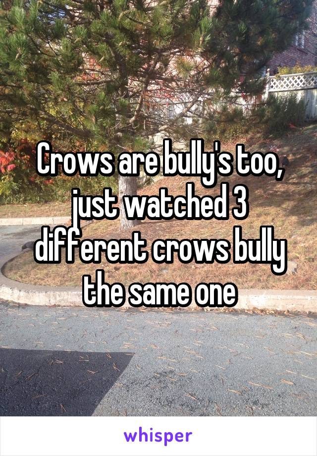 Crows are bully's too, just watched 3 different crows bully the same one