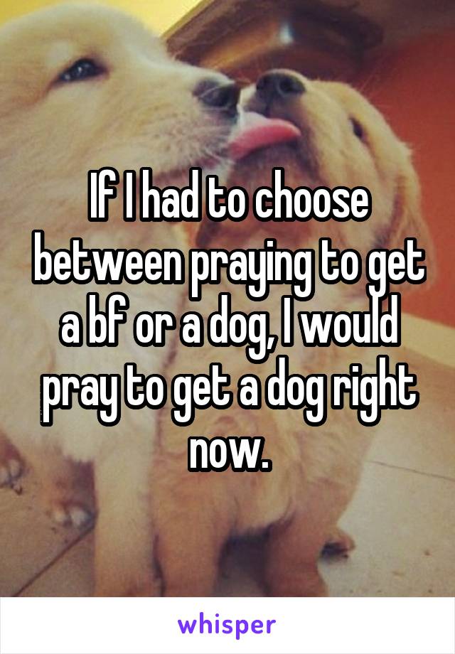 If I had to choose between praying to get a bf or a dog, I would pray to get a dog right now.