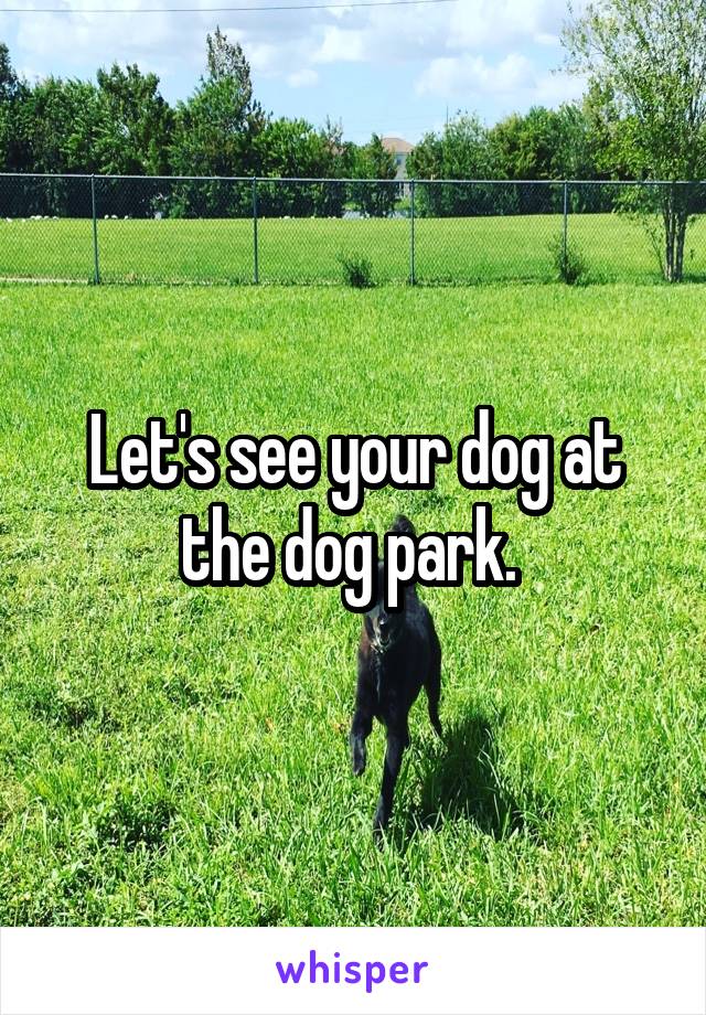 Let's see your dog at the dog park. 