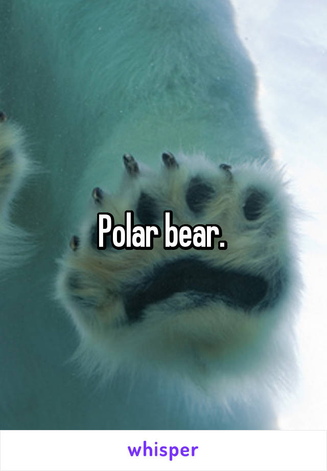 Polar bear. 