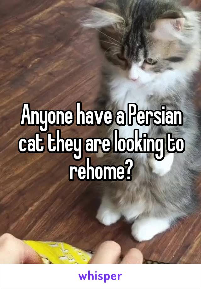 Anyone have a Persian cat they are looking to rehome?