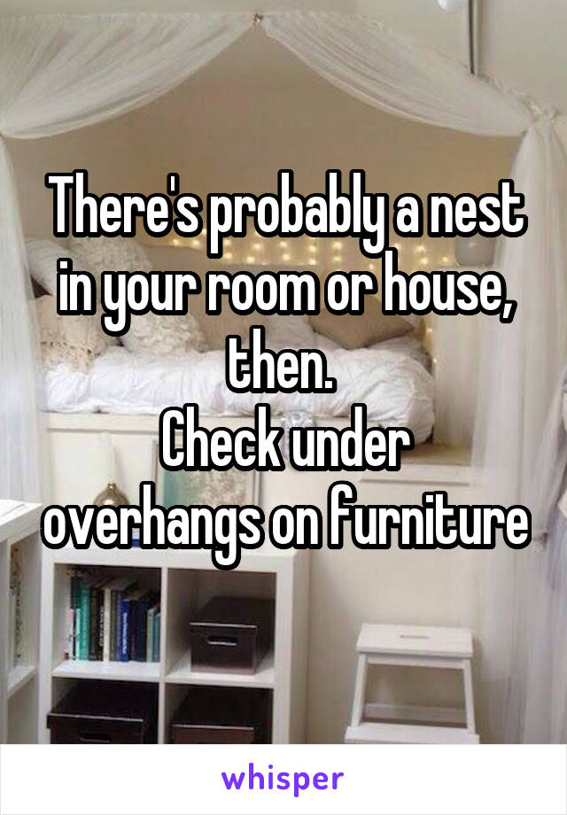 There's probably a nest in your room or house, then. 
Check under overhangs on furniture  