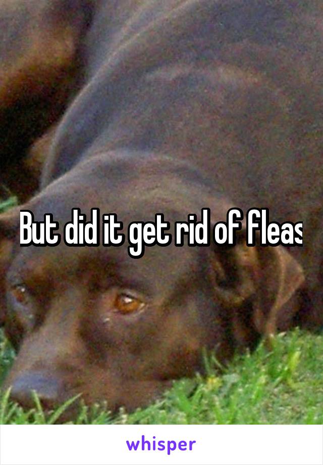 But did it get rid of fleas