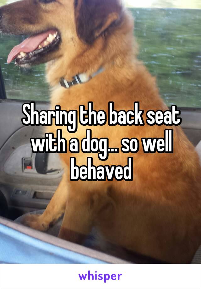 Sharing the back seat with a dog... so well behaved