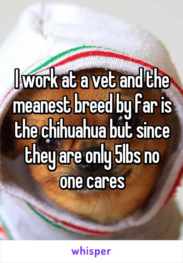 I work at a vet and the meanest breed by far is the chihuahua but since they are only 5lbs no one cares