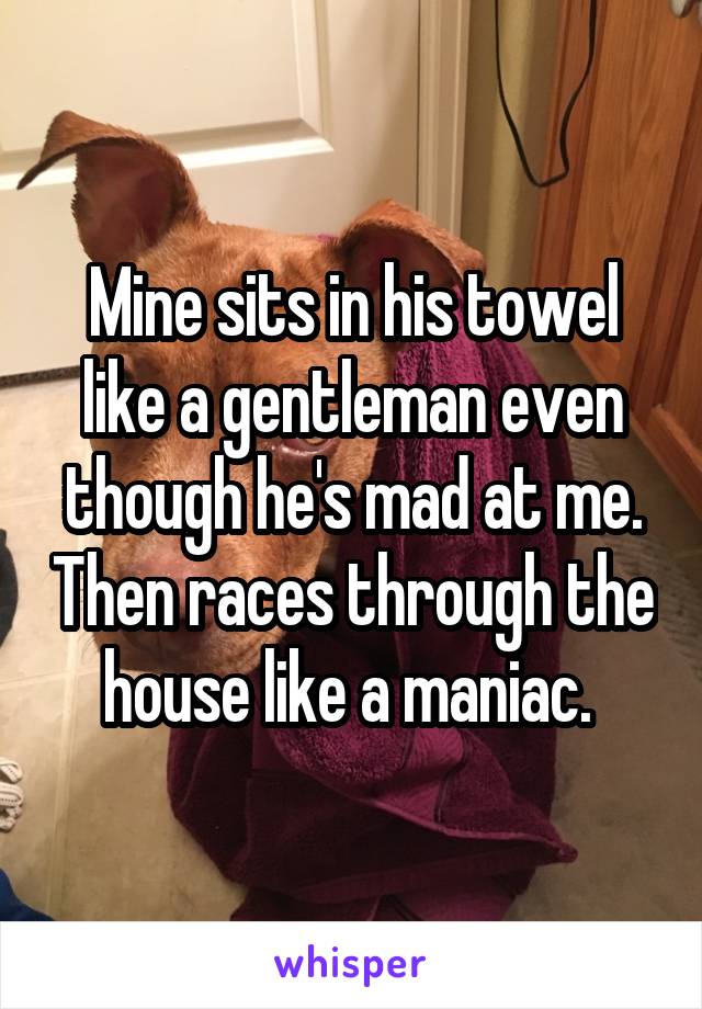 Mine sits in his towel like a gentleman even though he's mad at me. Then races through the house like a maniac. 