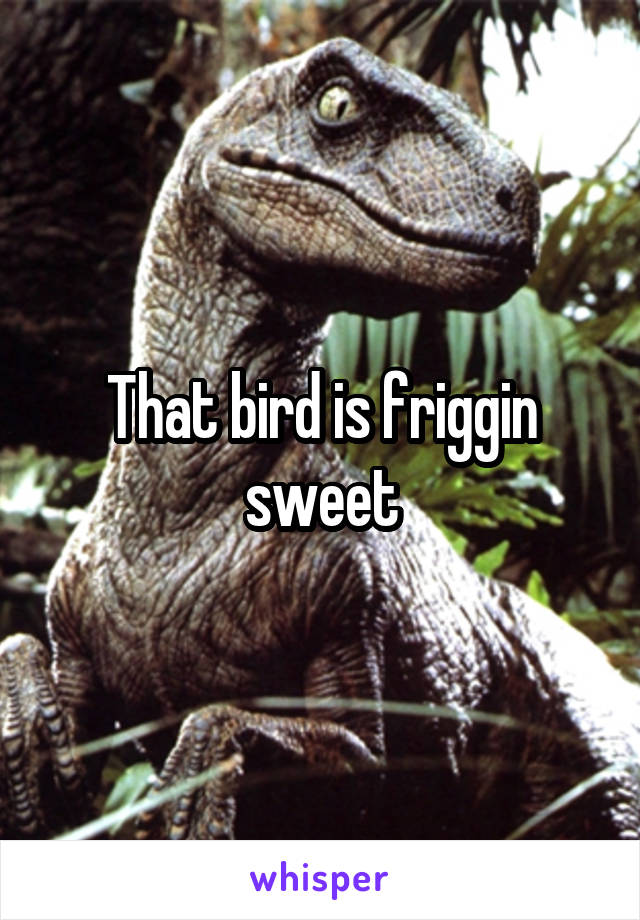 That bird is friggin sweet