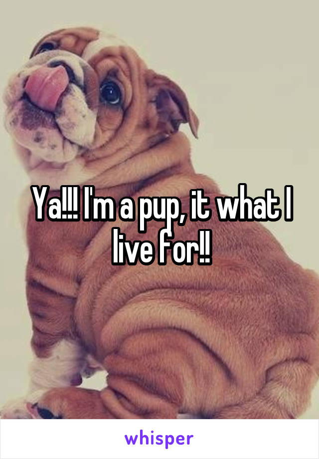 Ya!!! I'm a pup, it what I live for!!