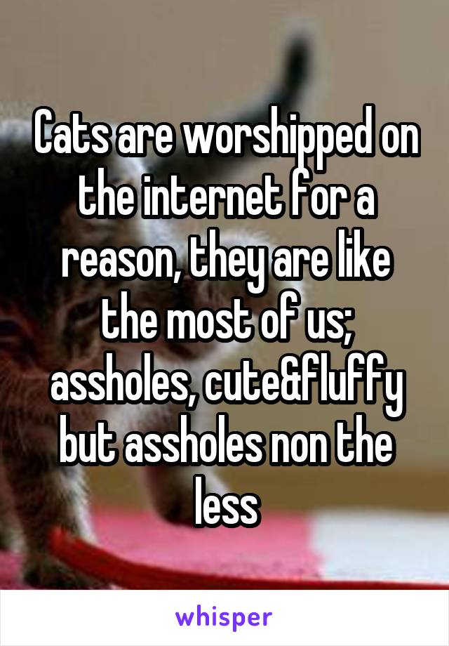 Cats are worshipped on the internet for a reason, they are like the most of us; assholes, cute&fluffy but assholes non the less