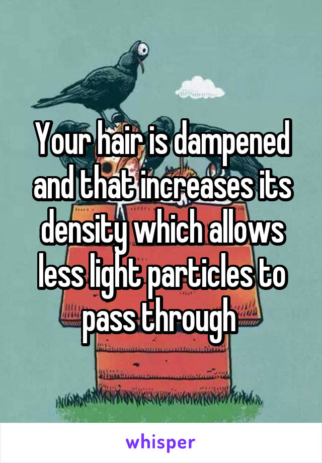 Your hair is dampened and that increases its density which allows less light particles to pass through 