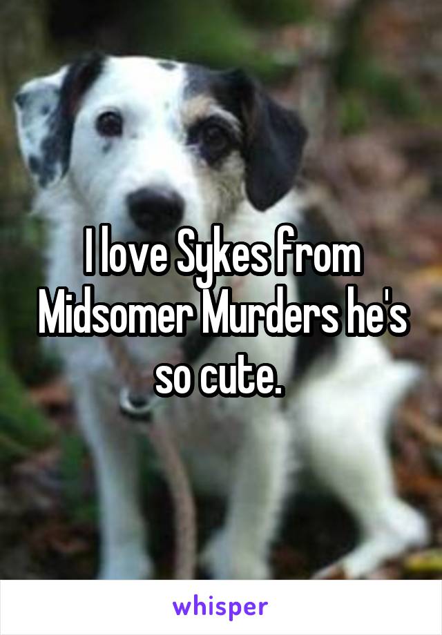 I love Sykes from Midsomer Murders he's so cute. 