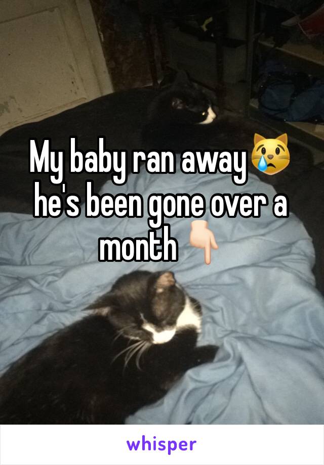 My baby ran away😿he's been gone over a month👇🏻