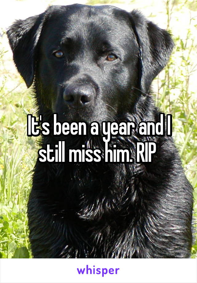 It's been a year and I still miss him. RIP 