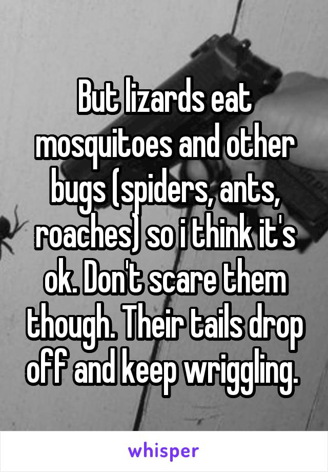 But lizards eat mosquitoes and other bugs (spiders, ants, roaches) so i think it's ok. Don't scare them though. Their tails drop off and keep wriggling. 