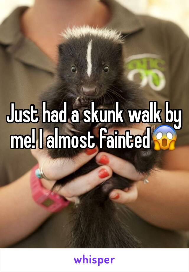 Just had a skunk walk by me! I almost fainted😱