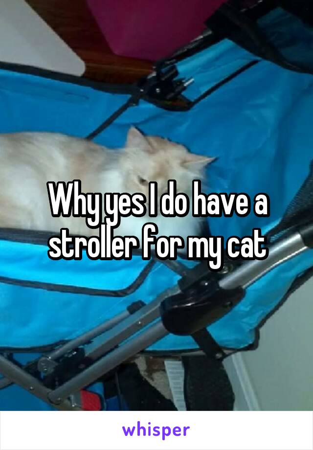 Why yes I do have a stroller for my cat