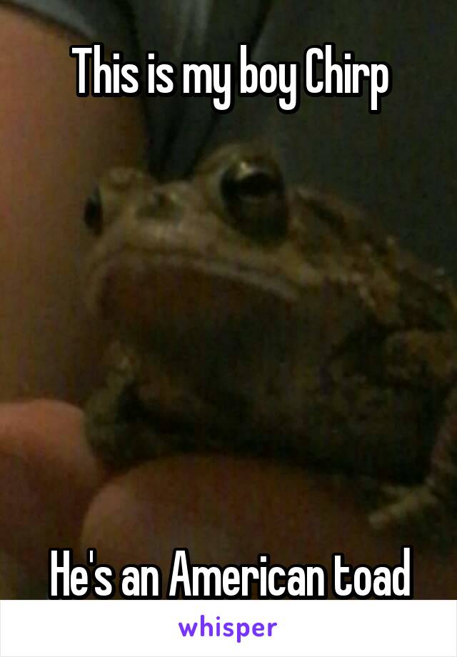 This is my boy Chirp







He's an American toad