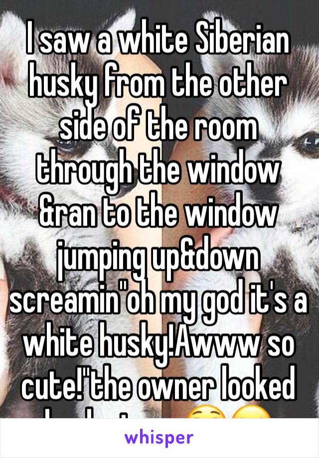 I saw a white Siberian husky from the other side of the room through the window &ran to the window jumping up&down screamin"oh my god it's a white husky!Awww so cute!"the owner looked back at me 😳😂