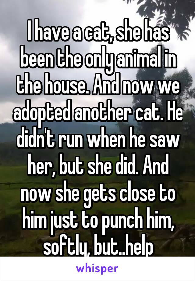 I have a cat, she has been the only animal in the house. And now we adopted another cat. He didn't run when he saw her, but she did. And now she gets close to him just to punch him, softly, but..help