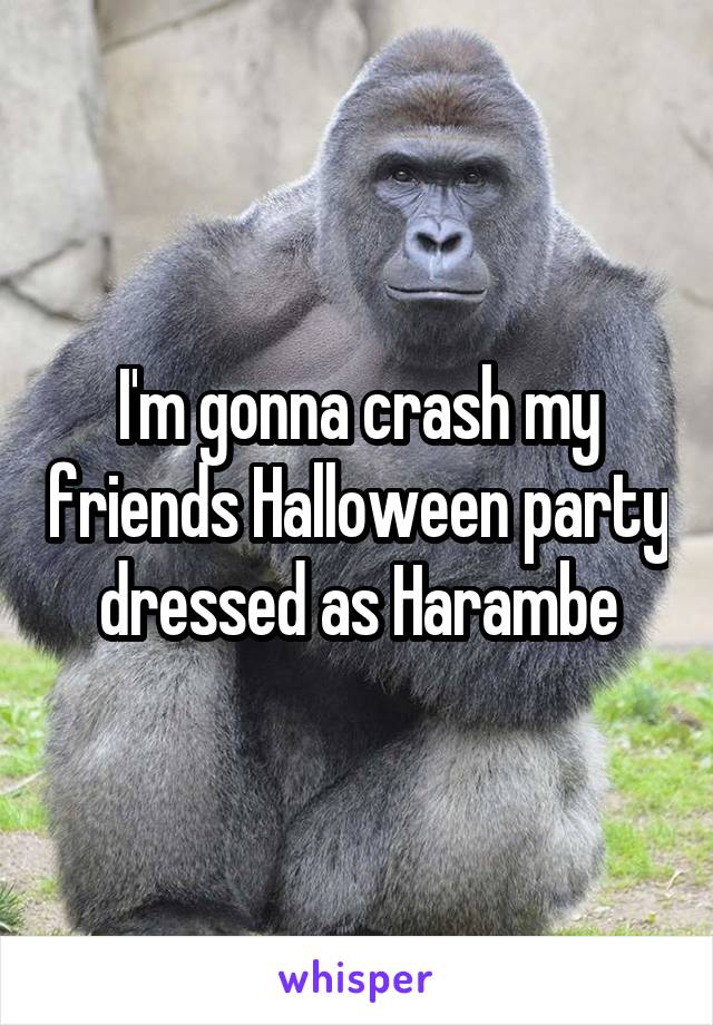 I'm gonna crash my friends Halloween party dressed as Harambe