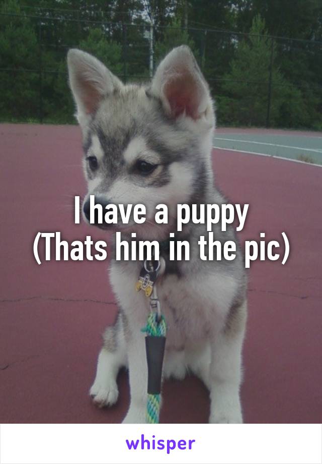 I have a puppy
(Thats him in the pic)