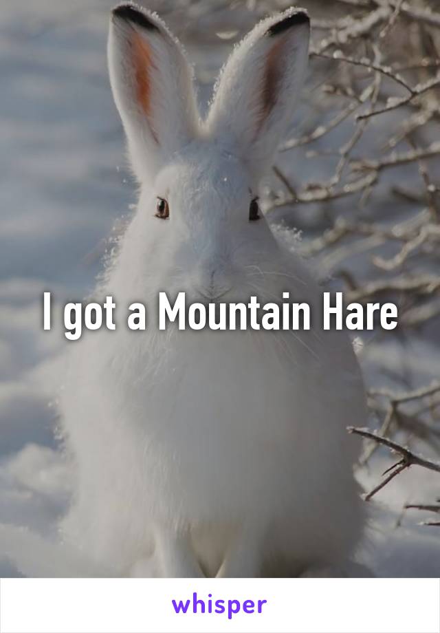 I got a Mountain Hare