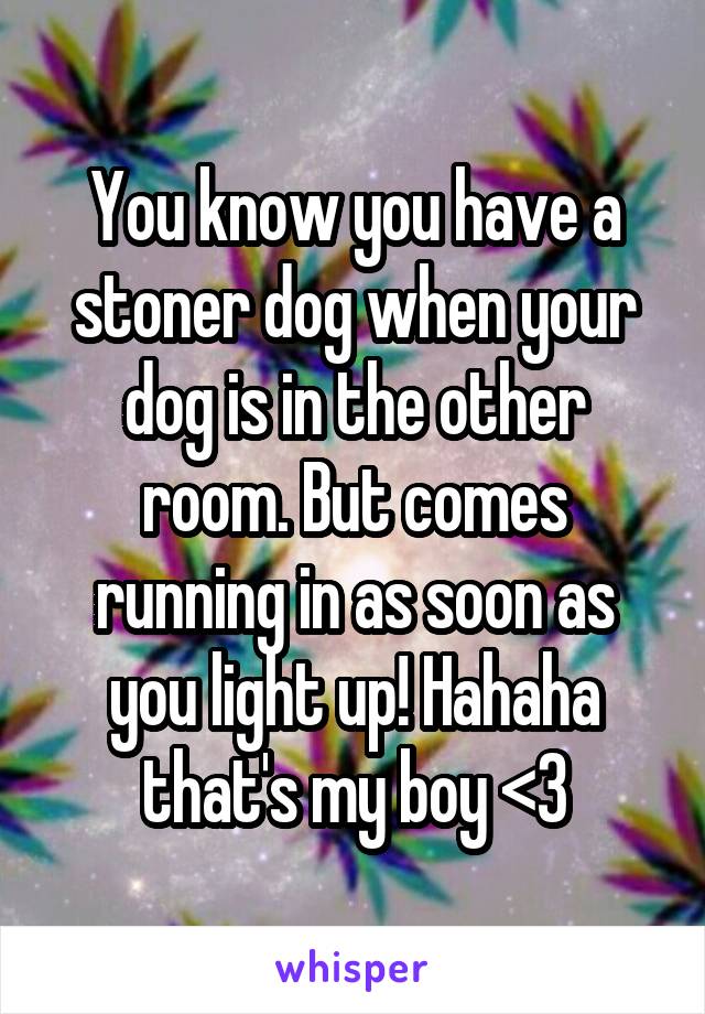 You know you have a stoner dog when your dog is in the other room. But comes running in as soon as you light up! Hahaha that's my boy <3