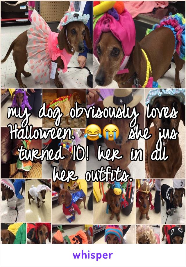 my dog obvisously loves Halloween. 😂😭 she jus turned 10! her in all her outfits. 