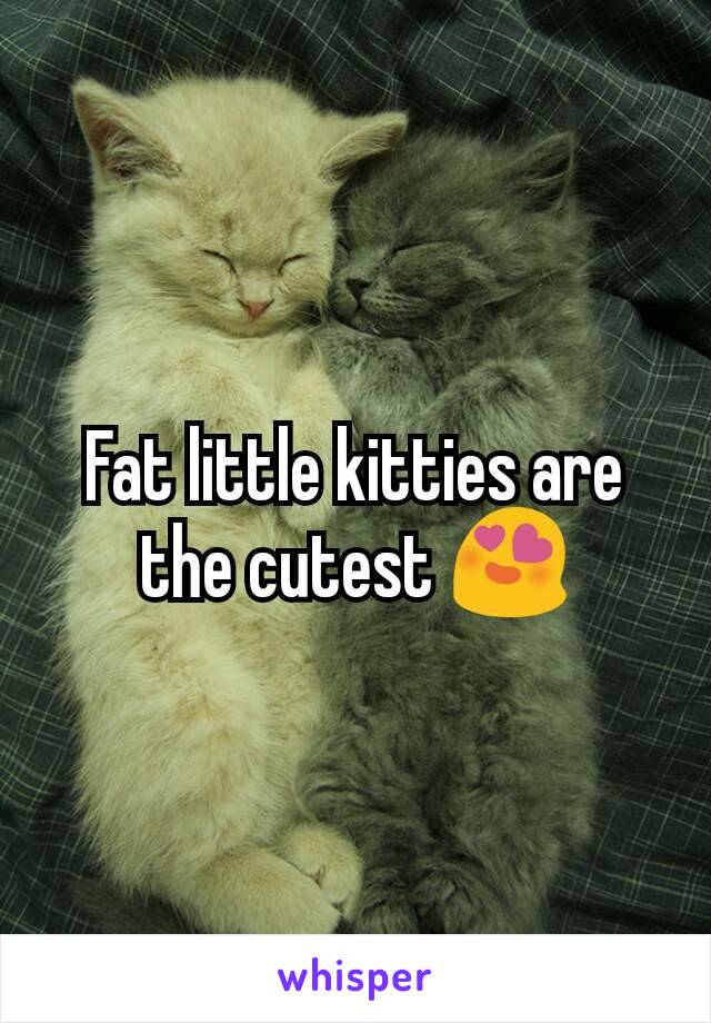 Fat little kitties are the cutest 😍