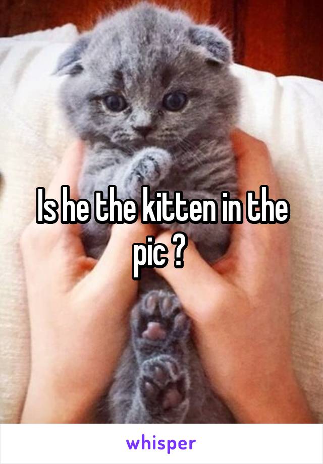 Is he the kitten in the pic ? 