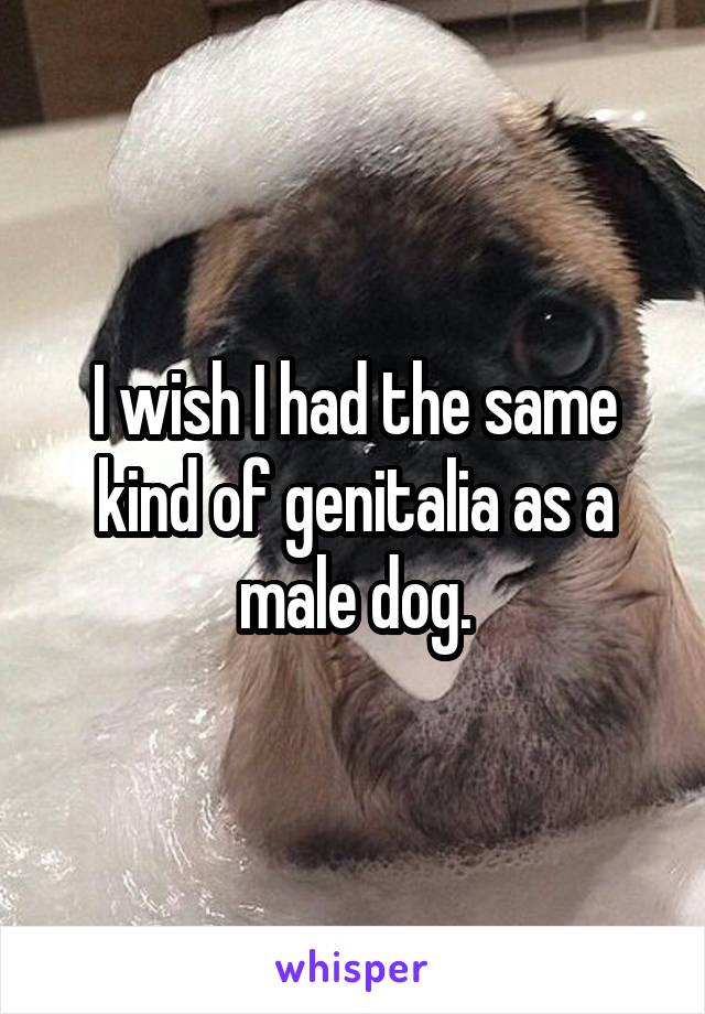I wish I had the same kind of genitalia as a male dog.