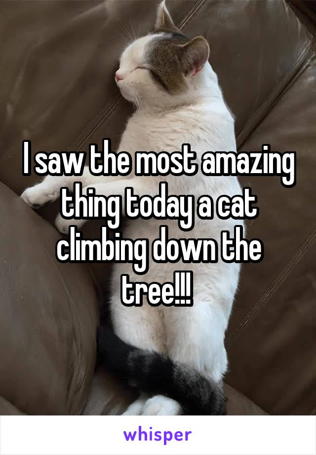 I saw the most amazing thing today a cat climbing down the tree!!! 