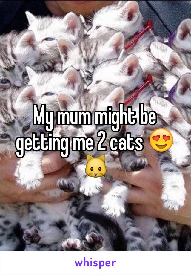 My mum might be getting me 2 cats 😍🐱