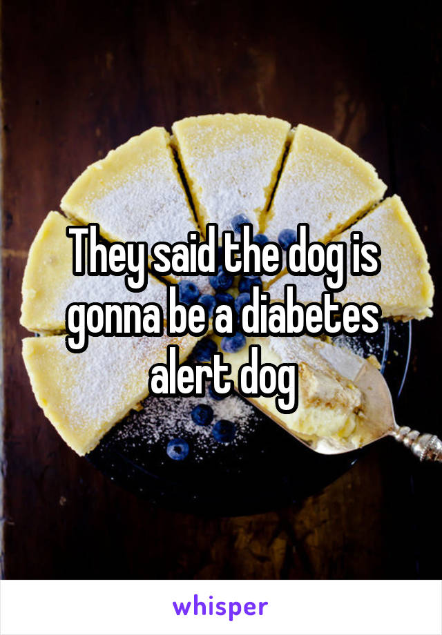 They said the dog is gonna be a diabetes alert dog