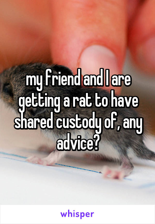 my friend and I are getting a rat to have shared custody of, any advice?