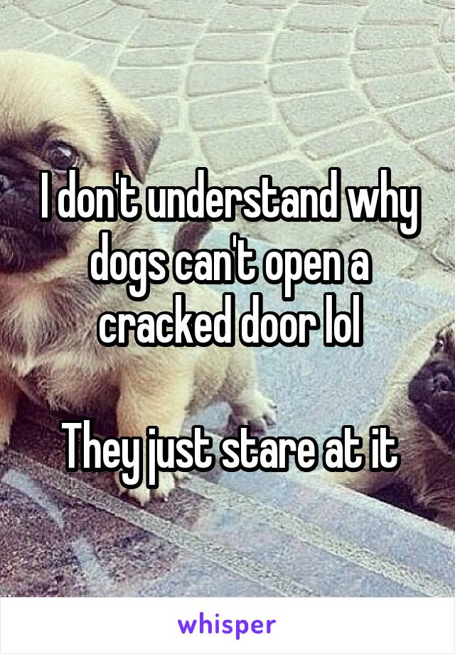 I don't understand why dogs can't open a cracked door lol

They just stare at it