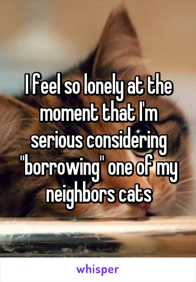 I feel so lonely at the moment that I'm serious considering "borrowing" one of my neighbors cats