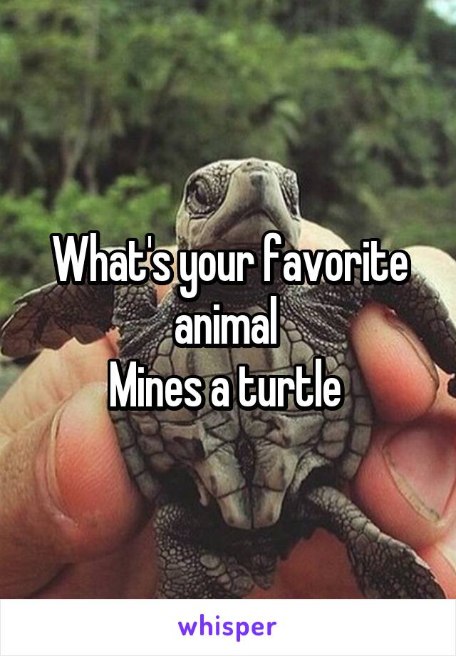 What's your favorite animal 
Mines a turtle 