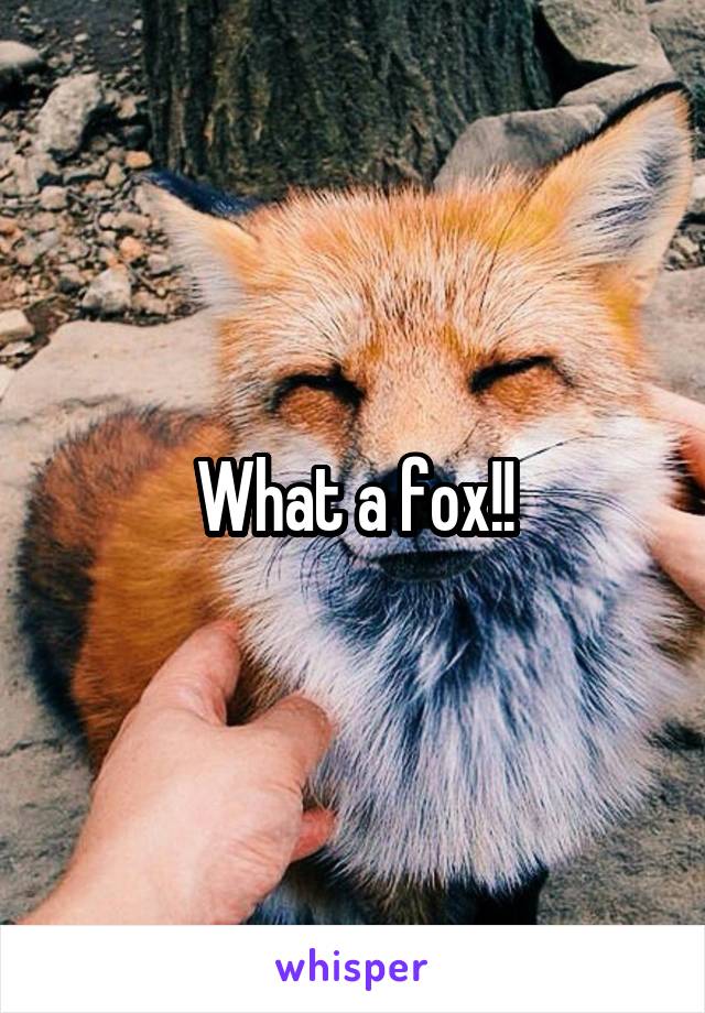 What a fox!!