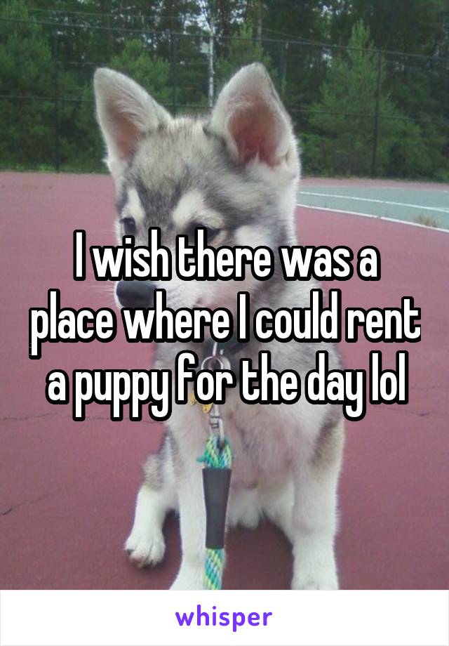 I wish there was a place where I could rent a puppy for the day lol